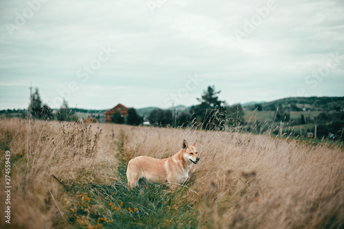 Fototapeta Naklejka Na Ścianę i Meble -  Beautiful dog standing in sunny meadow on background of wooden house on hills  in mountains. Rural simple life in countryside, . Atmospheric image. Travel with pets