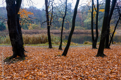 Autumn landscape of the forest on the shore of the lake