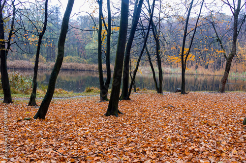 Autumn landscape of the forest on the shore of the lake