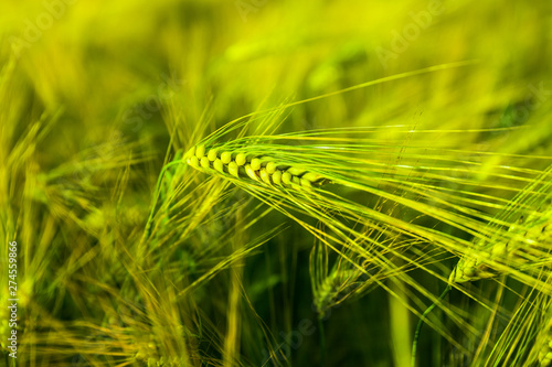 Close up of fresh green wheat in summer