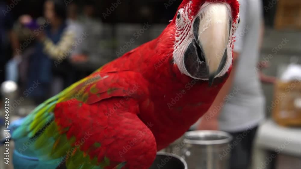 This close up slow motion video shows a beautiful red macaw parrot interacting with the camera at an outdoor asian street market.