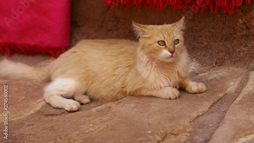 Cat in Morocco watching people