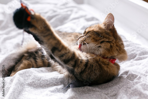Cute cat playing with mouse toy on white bed in sunny stylish room. Maine coon with green eyes playing and grooming with with funny emotions on comfortable bed. Space for text .