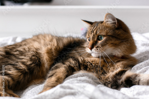 Cute cat playing with mouse toy on white bed in sunny stylish room. Maine coon with green eyes playing with with funny emotions on comfortable bed. Space for text .