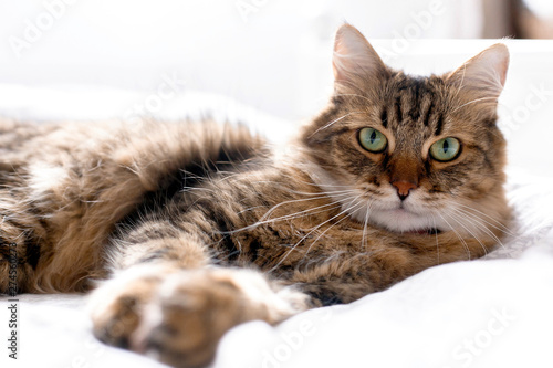 Cute cat relaxing on white bed in sunny bright stylish room. Maine coon with green eyes lying and looking with funny emotions on comfortable bed. Space for text