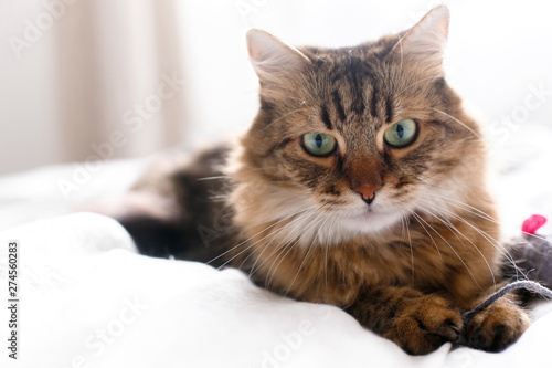 Cute cat playing with mouse toy on white bed in sunny stylish room. Maine coon with green eyes playing with with funny emotions on comfortable bed. Space for text .