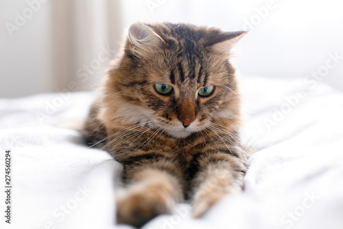 Cute cat relaxing on white bed in sunny bright stylish room. Maine coon with green eyes lying and looking with funny emotions on comfortable bed. Space for text © sonyachny