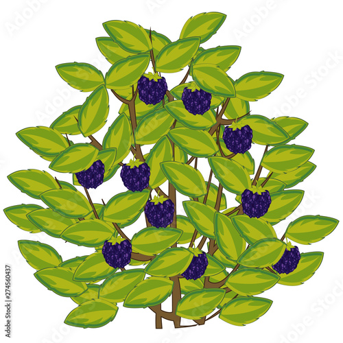 Vector illustration of the berry blackberry on bush