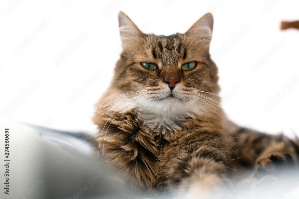 Cute cat sitting among pillows and relaxing at window in stylish room. Maine coon with serious emotions and funny expression looking with green eyes. Space for text. Fun moment