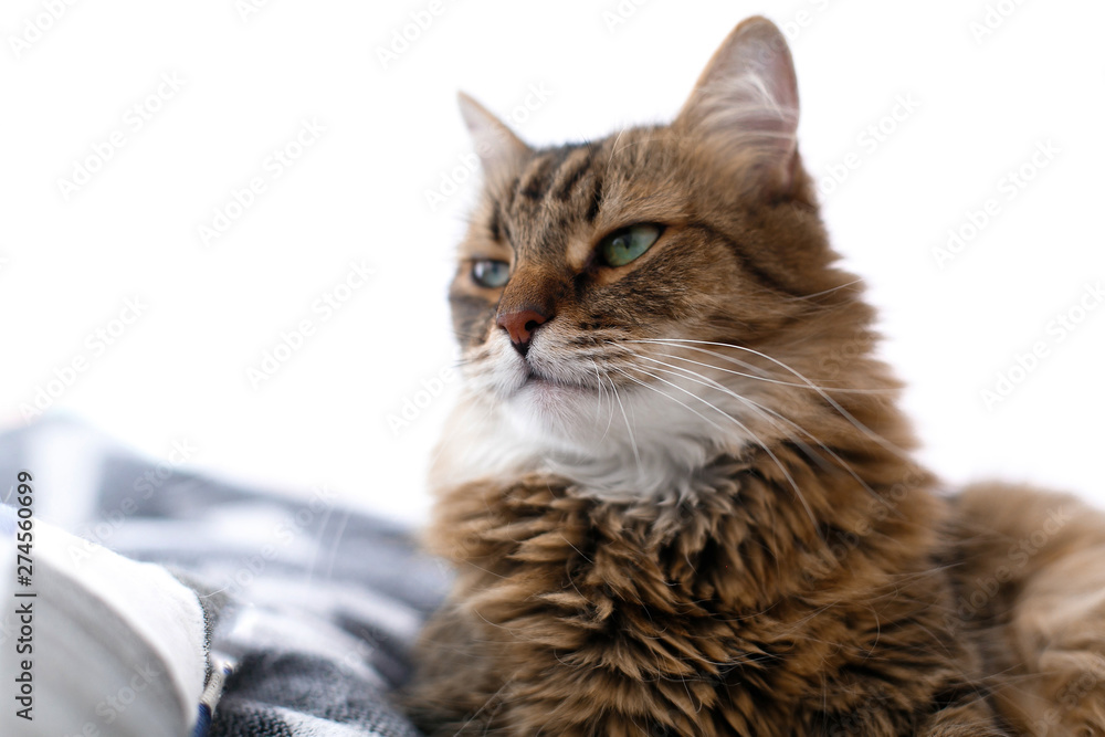 Cute cat sitting among pillows and relaxing at window in stylish room. Maine coon with serious emotions and funny expression looking with green eyes. Space for text. Fun moment