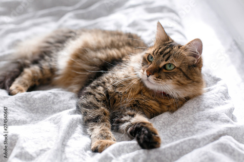 Maine coon cat lying and relaxing on white bed in sunny bright stylish room. Cute cat with green eyes and with funny adorable emotions resting on comfortable bed. Space for text