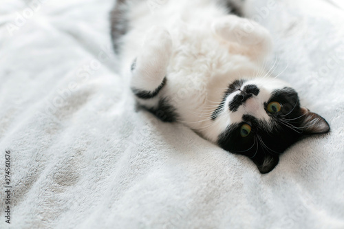 Sweet black and white cat with moustache resting on bed, sleeping in morning. Comfortable and cozy moment. Funny Sleepy cat. Cute kitty adorable sleeping on white bed. Space for text photo