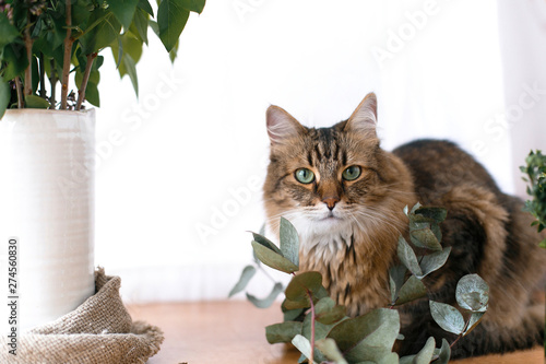 Cute cat sitting among green eucalyptus branches and relaxing at window in stylish room. Maine coon looking with green eyes and smelling eucalyptus. Space for text