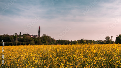Fields of colza in front of an italian village