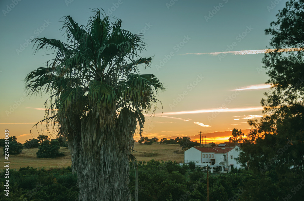Palm tree and cottage at sunset on a farmstead