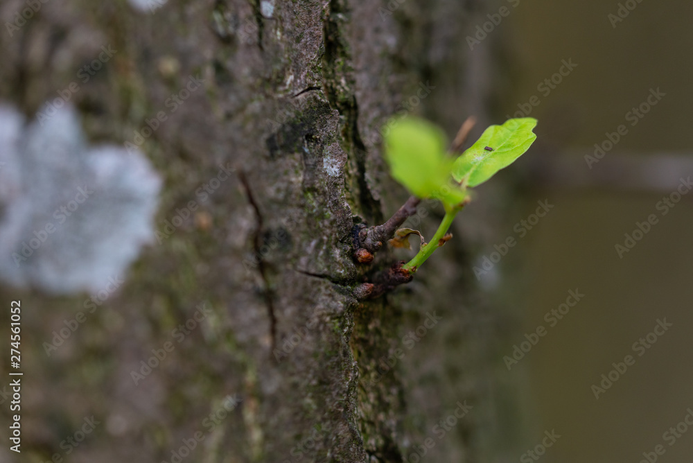 Kleine Pflanzen groß in Forder Grund Kleine Pflanzen groß in Forder Grund