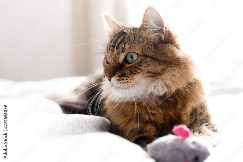 Maine coon cat playing with mouse toy on white bed in sunny stylish room. Cute cat with green eyes lying and playing with with funny emotions on comfortable bed. Space for text