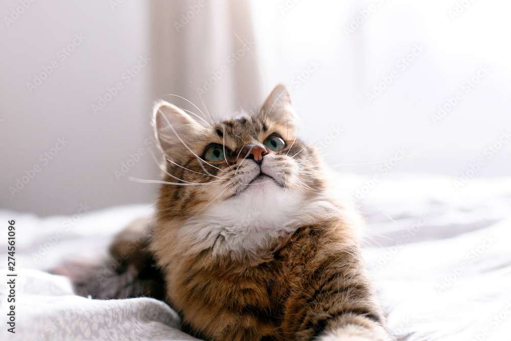 Cute cat relaxing on white bed in sunny bright stylish room. Maine coon with green eyes lying and looking with funny emotions on comfortable bed. Space for text