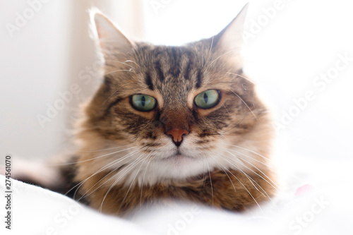 Maine coon cat lying and relaxing on white bed in sunny bright stylish room, face closeup. Cute cat with green eyes and with funny adorable emotions resting on comfortable bed