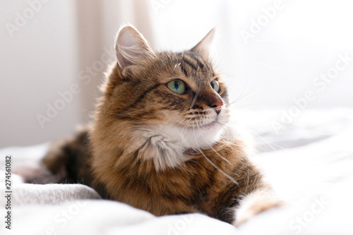 Cute cat relaxing on white bed in sunny bright stylish room. Maine coon with green eyes lying and looking with funny emotions on comfortable bed. Space for text © sonyachny