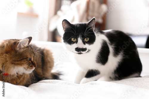 Two cute cats sitting and relaxing on white bed in sunny stylish room. Maine coon and cat with moustache resting with funny emotions on comfortable bed. Friends pets. Space for text