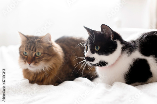 Maine coon and cat with moustache resting with funny emotions on comfortable bed. Friends pets. Space for text. Two cute cats sitting and relaxing on white bed in sunny stylish room