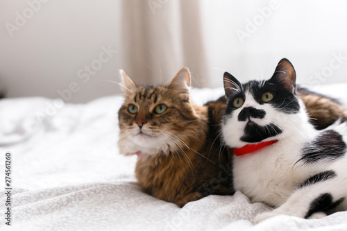 Two cute cats sitting and relaxing on white bed in sunny stylish room. Maine coon and cat with moustache resting with funny emotions on comfortable bed. Friends pets. Space for text