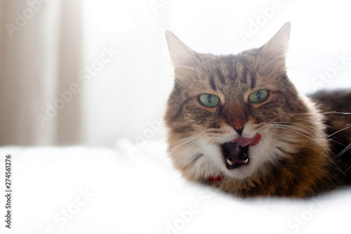 Maine coon cat licking and yawning after delicious meal on bed in sunny stylish room. Cute cat resting with funny adorable emotions on comfortable bed, showing tongue. Space for text