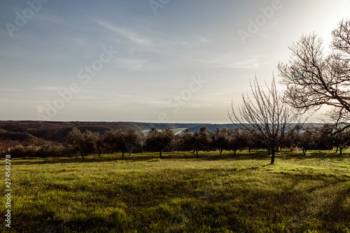 Olive trees in the croatian countryside