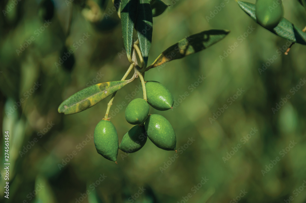 Olive fruits still not ripe in a farm