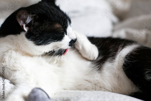 Cute cat with moustache grooming and playing with mouse toy on bed. Funny black and white kitty licking itself with pink tongue on stylish sheets. Space for text. Comfortable moment