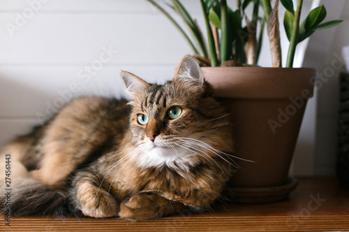 Maine coon with green eyes looking with funny emotions at zamioculcas leaves. Cute cat sitting under green plant branches on wooden shelf in stylish boho room. Space for text