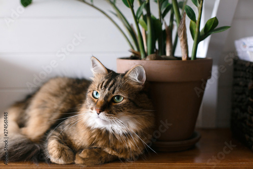 Fototapeta Naklejka Na Ścianę i Meble -  Cute cat sitting under green plant branches on wooden shelf in stylish boho room. Maine coon with green eyes looking with funny angry  emotions at zamioculcas leaves. Space for text