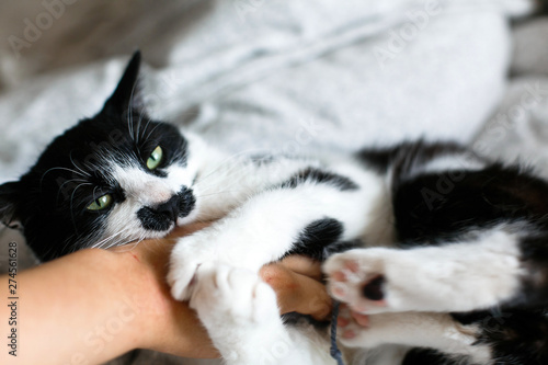 Funny black and white kitty with angry emotions bites girl hand and scratches on stylish sheets. Cute cat with moustache biting owner hand on bed. Space for text. photo