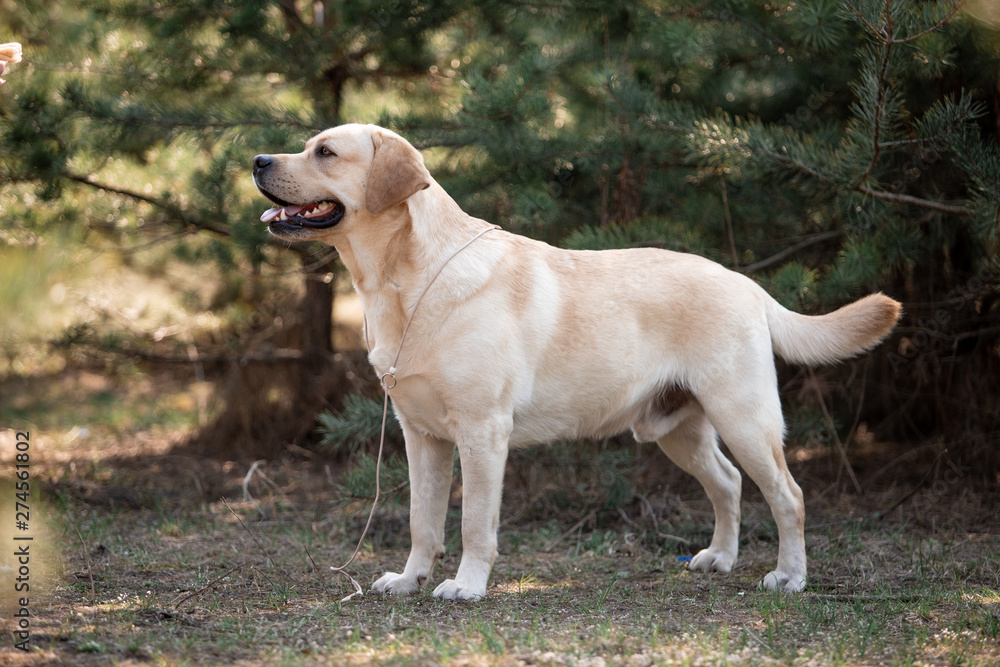Beautiful dog breed Labrador in nature Beautiful dog breed Labrador in nature