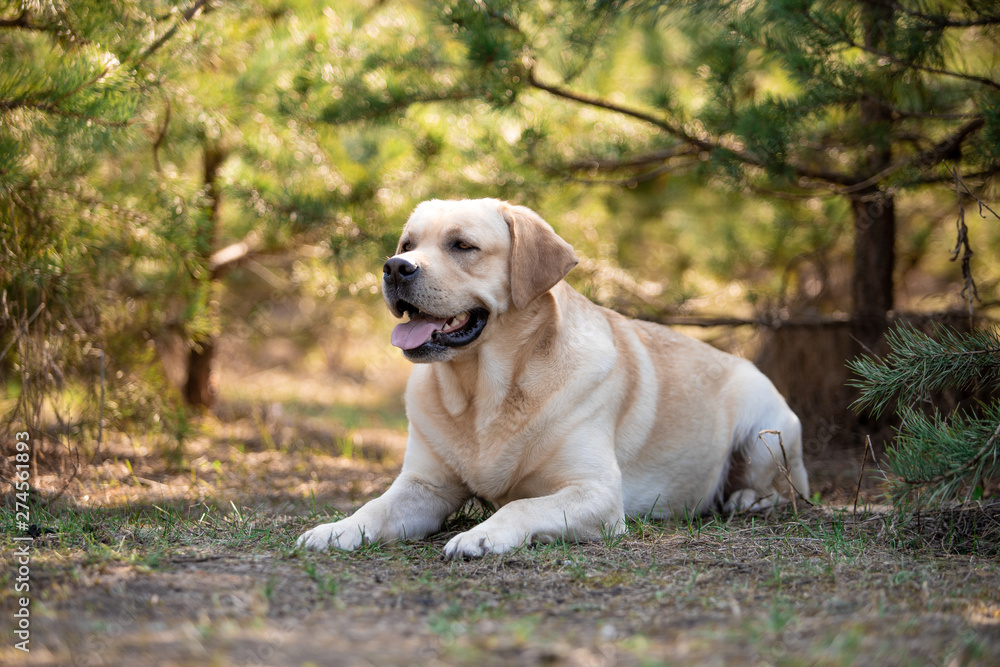 Beautiful dog breed Labrador in nature Beautiful dog breed Labrador in nature