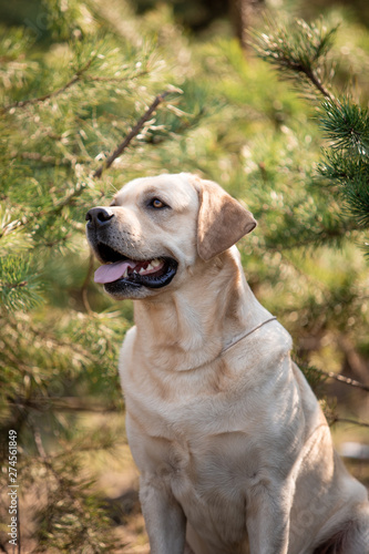 Beautiful dog breed Labrador in nature © Мария Старосельцева