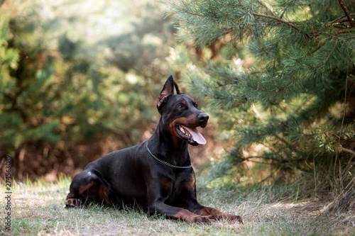 Beautiful dog breed Doberman on nature