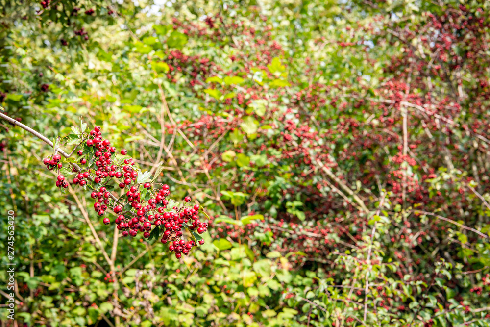 Branch heavily loaded with bright red ripe hawthorn berries Branch heavily loaded with bright red ripe hawthorn berries