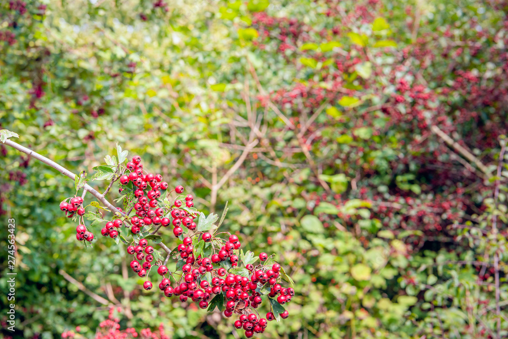 Obraz premium Branch heavily loaded with bright red ripe hawthorn berries