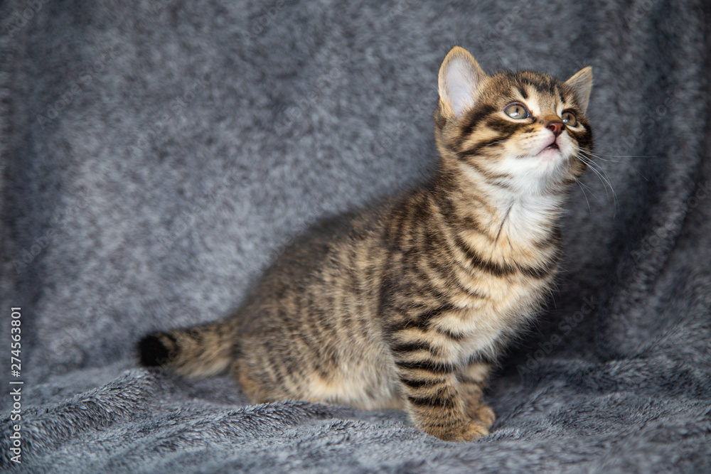 Obraz premium Chaton
