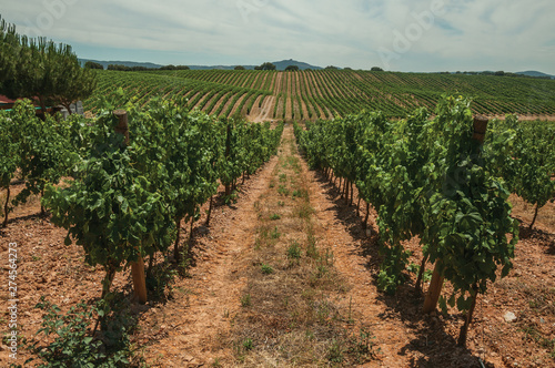 Parallel vines going up the hill in a vineyard near Estremoz