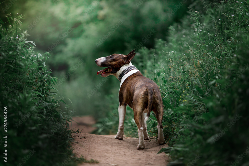 Beautiful dog breed bull terrier on nature Beautiful dog breed bull terrier on nature