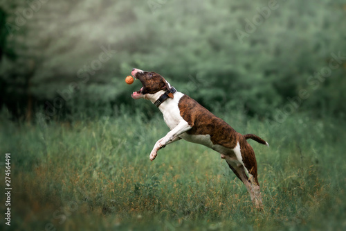 Beautiful dog breed bull terrier on nature