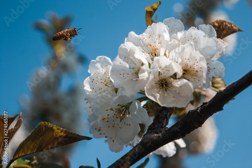 Fiori di ciliegio danno il benvenuto alla primavera photo