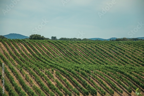 Vines on top of the hill in a vineyard near Estremoz