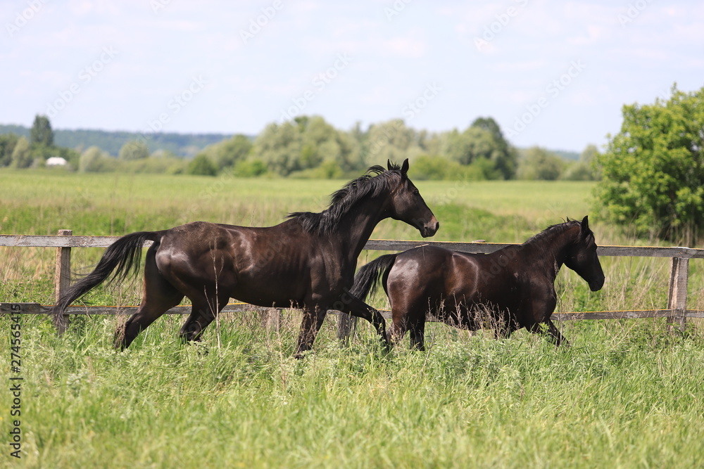 Herd of horses galloping across the field Herd of horses galloping across the field