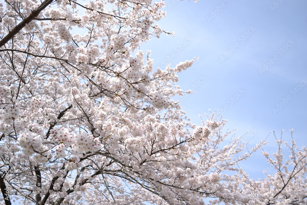 桜