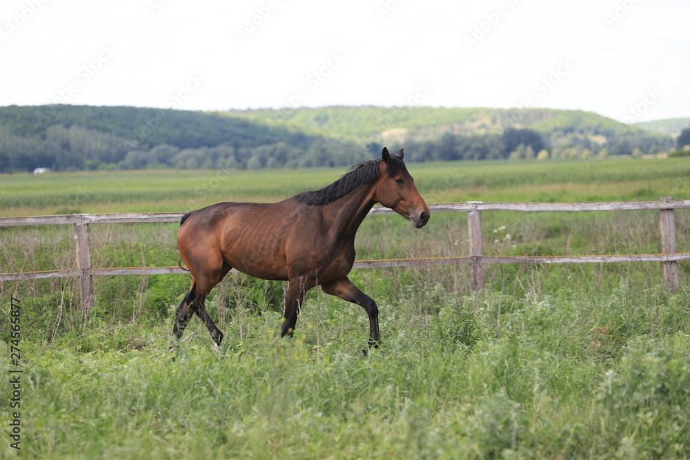 Fototapeta premium Stado koni galopujących po polu