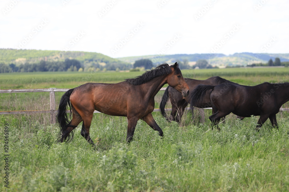 Herd of horses galloping across the field Herd of horses galloping across the field